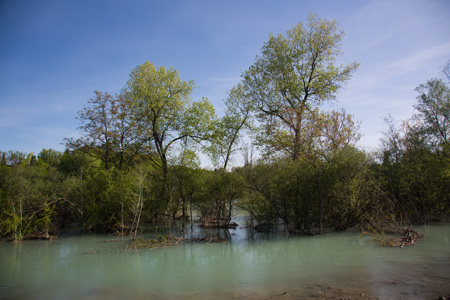 Aare im Zopfen