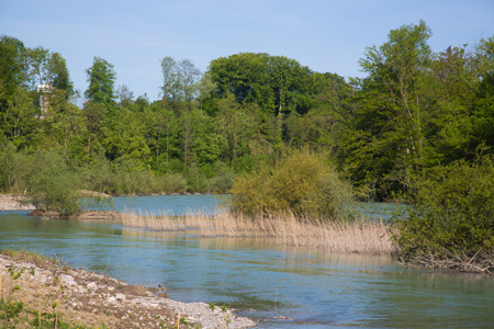 Aare im Zopfen